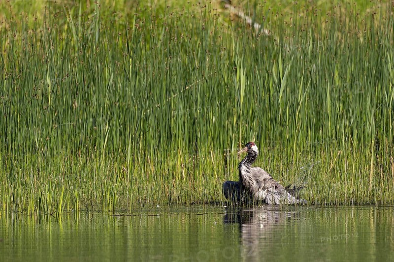 Crane (Grus grus), a crane bathing in a fish pond, Lusatia, Saxony, Germany