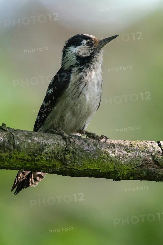 Dendrocopos minor, dryobates minor, small woodpecker, lesser spotted woodpecker, birds, female, high size, portrait format, piciforms, woodpeckers, birds, female, woodpecker