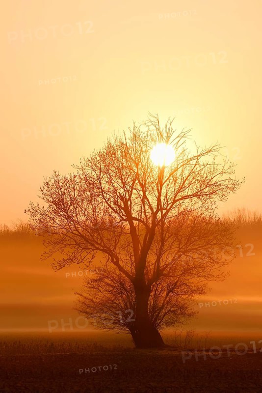 European ash (Fraxinus excelsior) shrouded in morning mist at sunrise, in winter, North Rhine-Westphalia, Germany