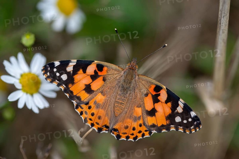 Cynthia Cardui, Painted Lady, Vanessa Cardui, Butterfly, Insects, Insects, Butterfly, Butterflies