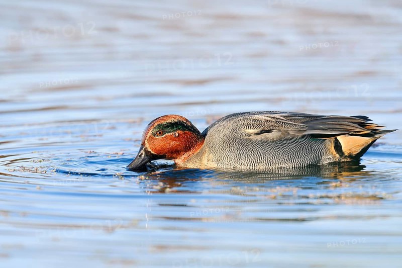 Teal (Anas crecca), drake foraging, North Rhine-Westphalia, Germany