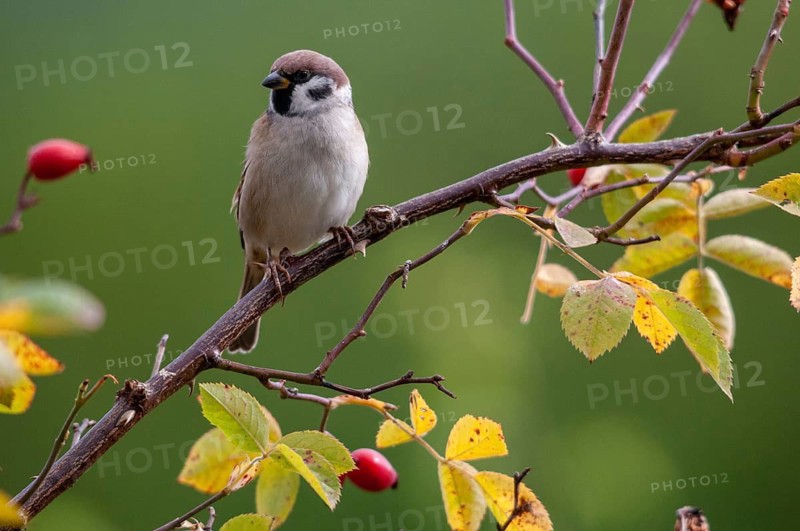 Tree sparrow, dog rose, Passer Montanus, pink canina, rosaceae, rose family, sparrow, autumn, birds, dog rose, flora, hedge, autumn, passeri, plants, songbirds, sparrow, sparrow, sparrow, sparrow, sparrow, sparrow, sparrow, sparrow, sparrow, sparrow, sparrow, sparrow, sparrow, sparrow, sparrow, sparrow, sparrow, sparrow, sparrow, sparrow, sparrow, sparrow, sparrow, sparrow, sparrow, sparrow, sparrow, sparrow, sparrow, sparrow, sparrow, sparrow, sparrow
