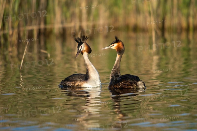 Granelli, Great Crested Grebe, Italy, Pantano Cuba Lagoon, Pantani Cuba and Longarini, Podiceps Cristatus, Migratory Bird Sanctuary, Pantani Cuba & Longarini Migratory Bird Sanctuary, Courtship, Birds, Grebe, Italy, Grebe, Podicipedidae, Sicily, Foundation for Biodiversity, Divers, Birds, Waterbirds, Waterbirds