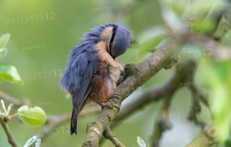 Nuthatch, Sitta Europaea, Birds, Plumage Care, Passeri, Preening, Songbirds, Birds