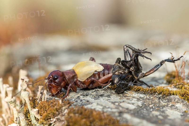 Field cricket, Gryllus campestris, ensifera, field cricket, crickets, hatching, skin, molting, insects, long-feeler scare, molt, hatching, slough