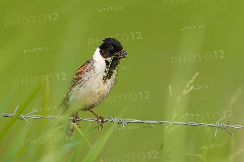 A male reed bunting (Emberiza schoeniclus) with food in its beak, perched on barbed wire, Lake Dümmer, Germany