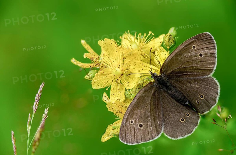Aphantopus hyperantus, brown forest bird, ringlet, chimney sweep, forest bird, butterfly, insects, butterfly, butterflies