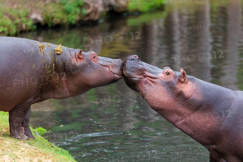 A young hippopotamus (Hippopotamus amphibius) stands on land, nose to nose with its mother, who is standing in the water. Democratic Republic of the Congo, Uganda, Tanzania, Kenya, Ethiopia, Somalia, Sudan, Gambia, South Africa