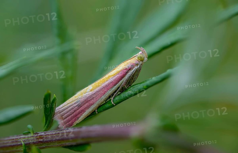 Half-red moth, oncocera semirubella, rhubarb moth, rosy-striped knot horn, insects, moths, moths, butterflies