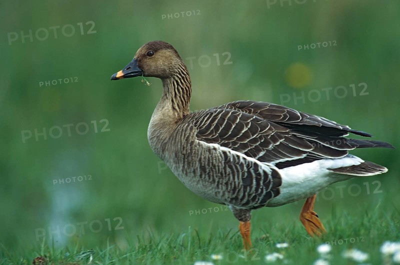 Anser Fabalis, Bean Goose, Saatgans, Anatidae, Birds, Duckbirds, Goose, Geese, Goose, Leo, Birds, Waterbirds