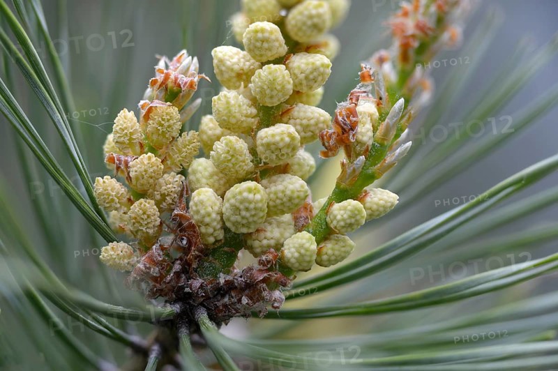 Baltic pine, forche, common pine, pine family, pinaceae, pinus sylvestris, red pine, scotch pine, scots pine, forest pine, white pine, tree, flower, trees, flora, pine, male, plants, plants, tree