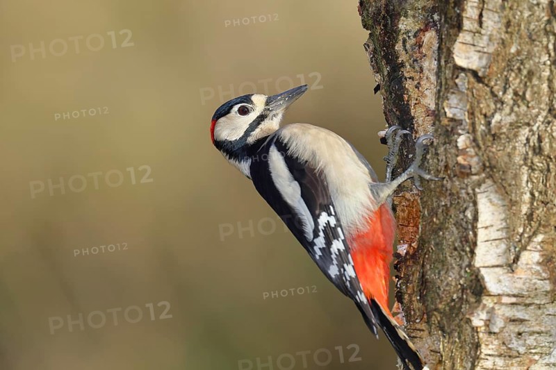 Great spotted woodpecker (Dendrocopus major), male, foraging on the trunk of a common birch (Betula pendula), wildlife, woodpeckers, nature photography, autumn, Wilnsdorf, North Rhine-Westphalia, Germany