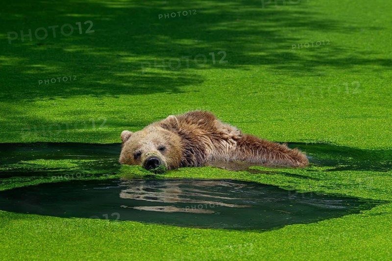 Relaxing European brown bear (Ursus arctos) cooling down, chilling in water of pond covered in duckweed on a hot day in summer