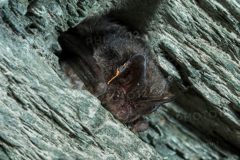 Barbastella Barbastellus, Barbastelle bat, pug bat, bat, chiroptera, bats, mammals, mammals, winter sleep, hibernation