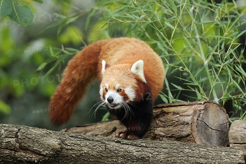 A red panda examines a tree trunk, surrounded by green leaves, the red panda or cat bear (Ailurus fulgens), Heidelberg Zoo, Baden-Württemberg, Germany