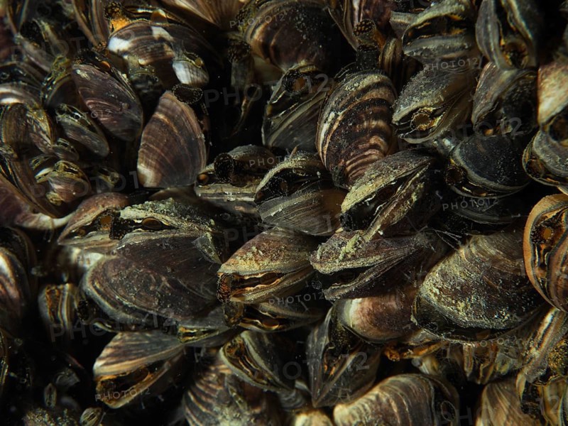 Close-up of Quagga triangle mussels (Dreissena rostriformis bugensis), invasive species, representing a dense aggregation with complex texture, Wildsau dive site, Berlingen, Lake Constance, Switzerland, Germany