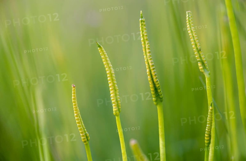 Common snake tongue, snake tongue, ophioglossaceae, ophioglossum vulgatum, adder's-tongue, adders-tongue fern, flora, plants, plants, southern adders-tongue