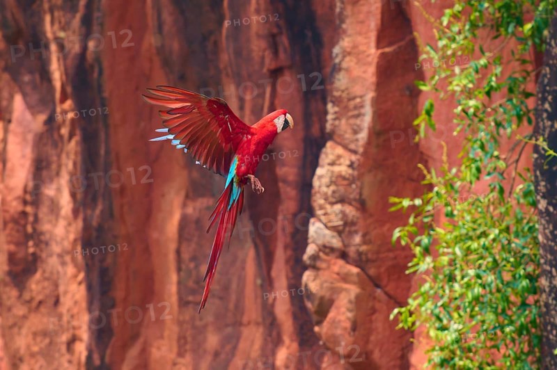 A red parrot hovers in front of a red rock face, surrounded by green vegetation, Green-winged Macaw, or Dark Scarlet macaw (Ara chloroptera), Buraco Das Araras, Bonito, Pantanal, Brazil