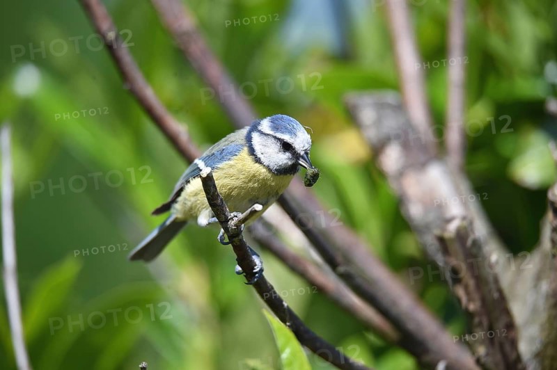 A small bird keeps an insect in its beak, sits on a branch against a green background, blue tit Cyanistes caeruleus) with caterpillar in its beak