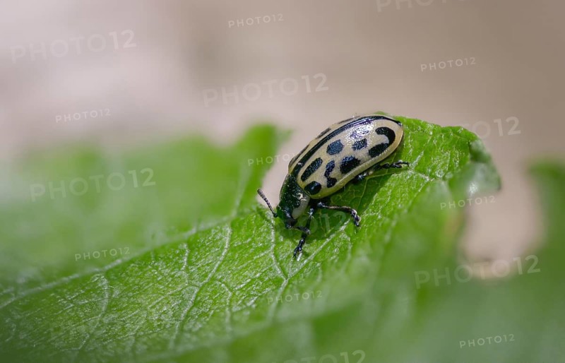 Leaf beetle, chrysomela 20-punctata, chrysomela vigintipunctata, coccinella 20-punctata, spotted willow leaf beetle, melasoma vigintipunctatum, willow leaf beetle, beetle, coleoptera, insects, beetles, spotted willow leaf beetle