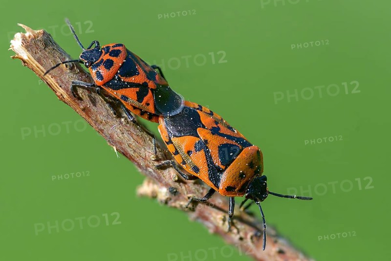 Eurydema ornata, Eurydema ornatum, vegetable bug, heteroptera, ornate shieldbug, pentatomidae, red cabbage bug, ornamental bug, black-backed vegetable bug, tree bugs, insects, copula, mating, bedbugs