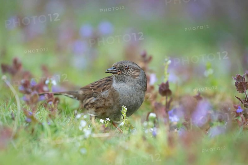 Dunnock or Hedge sparrow (Prunella modularis) adult garden bird feeding amongst Bugle (Ajuga reptans) flowers in spring, Suffolk, England, United Kingdom