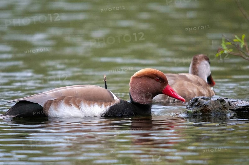 Common duck, netta rufina, red-crested pochard, anatidae, birds, ducks, ducks, ducks, female, male, male, birds, waterbirds, waterbirds, female
