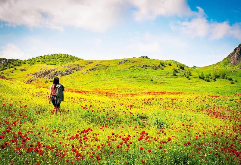 Panoramic view beautiful brunette woman enjoy spring wild nature landscape alone surrounded poppy flowers.Marneuli.Georgia