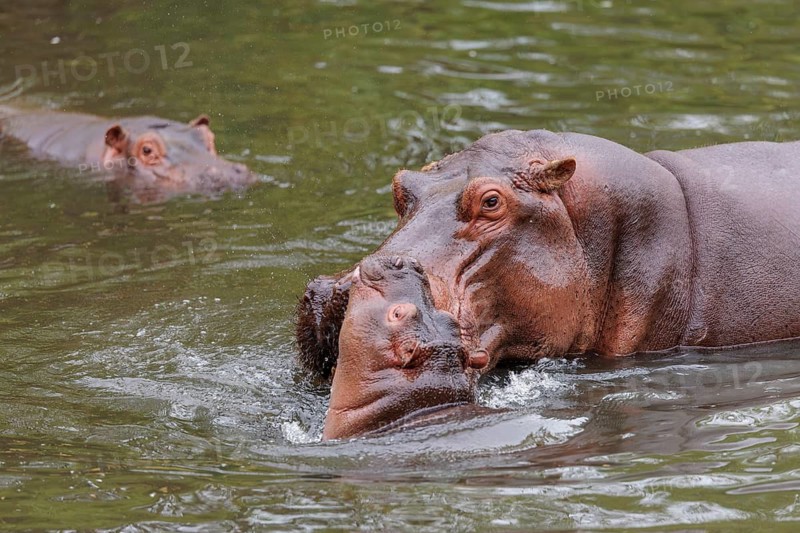 A young hippopotamus (Hippopotamus amphibius) plays in the water with its mother. A third hippopotamus watches from the distance. Democratic Republic of the Congo, Uganda, Tanzania, Kenya, Ethiopia, Somalia, Sudan, Gambia, South Africa