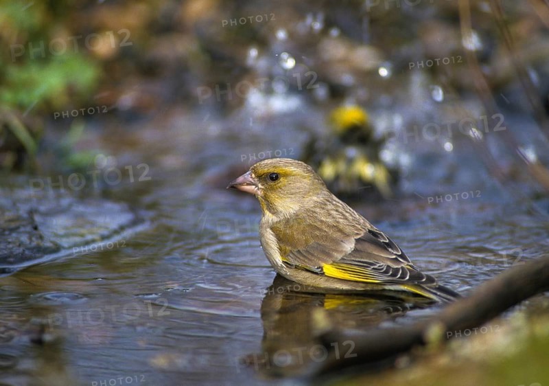 Carduelis Chloris, Chloris Chloris, Greenfinch, Greenfinch, Greenfinch, Greenfinch, Greenfinch, Greenfinch, Greenfinch, Greenfinch, Birdbath, Birds, Watering Place, Female
