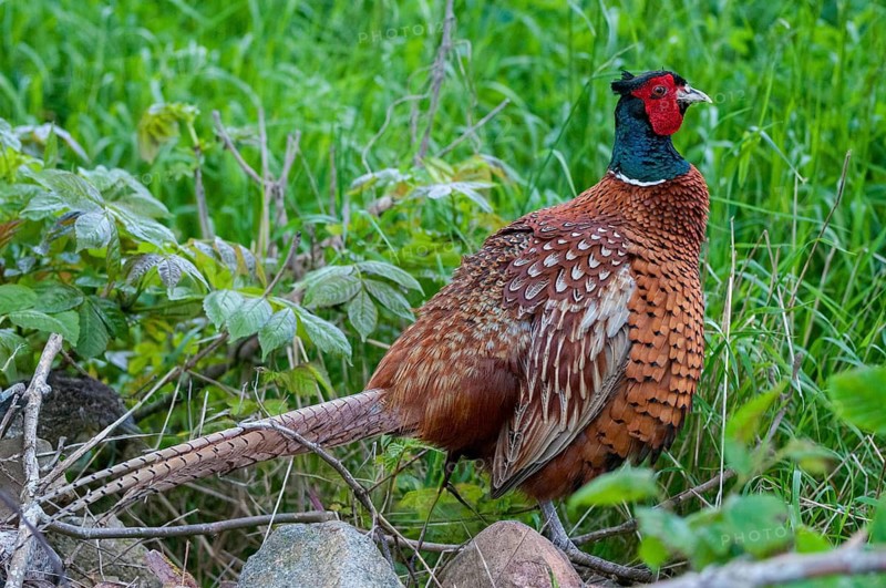 Pheasant, hunting pheasant, phasianus colchicus, pheasant, Sweden, birds, chickens, galliformes, smooth-footed chickens, chickens, male, phasianidae, Sweden, birds, Öland
