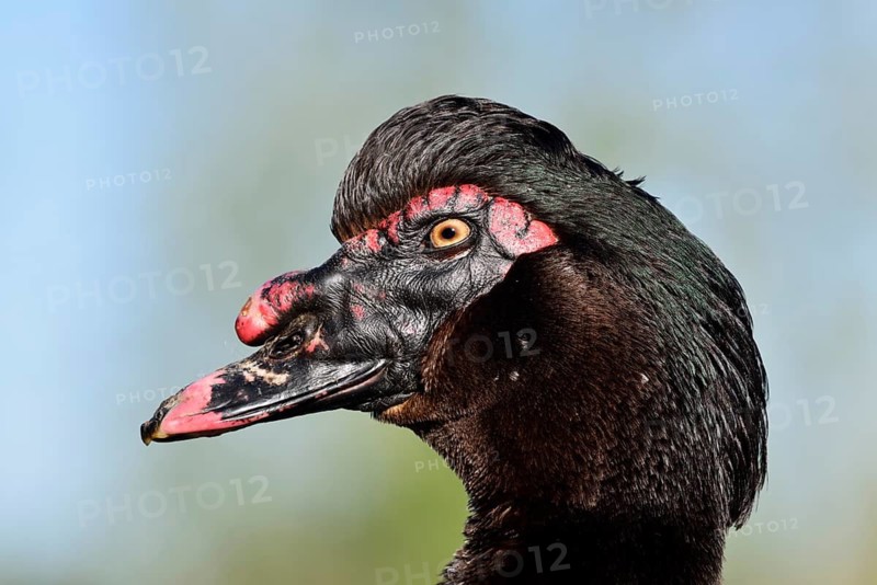 Muscovy duck (Cairina moschata), drake, portrait, North Rhine-Westphalia, Germany