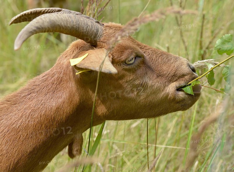 Artiodactyla, Capra Aegagrus Hircus, even-toed ungulate, domestic goat, cloven-hoofed, Pöllwitzer Wald, Thuringia, grazing, domesticated animals, extensive grazing, woody bite, goat, pet, mammals, bite, willow, wild willow, goat