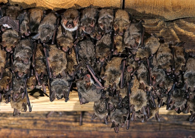 Greater mouse-eared bat, mouse-ear, myotis myotis, bats, chiroptera, ffh, bats, mammals, mammals, weekroom
