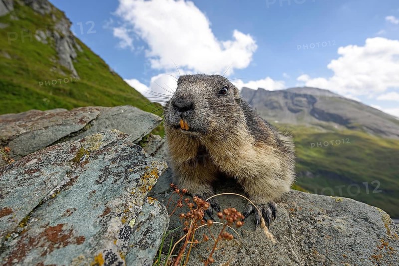 Animals, Mammals, Alpine marmot (Marmota marmota), Alps, Italy