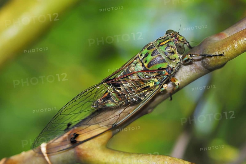 Animals Insects Cicada Cicada, Marlborough Sounds National Park, South Island New Zealand
