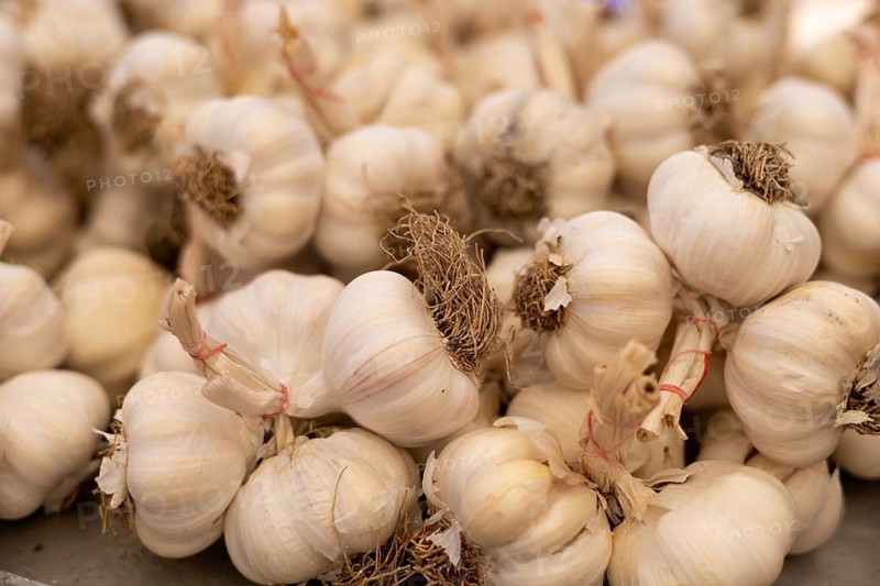 Pile of fresh garlic bulbs with roots