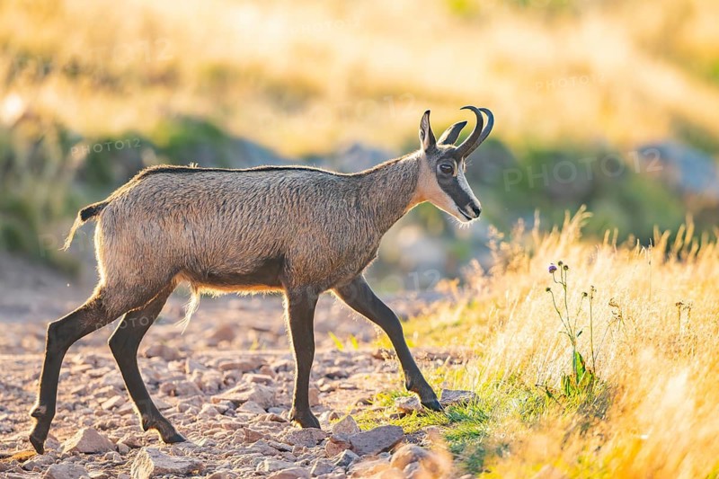 Chamois (Rupicapra rupicapra) on a meadow in the morning sun in the Vosges Mountains, wildlife, France