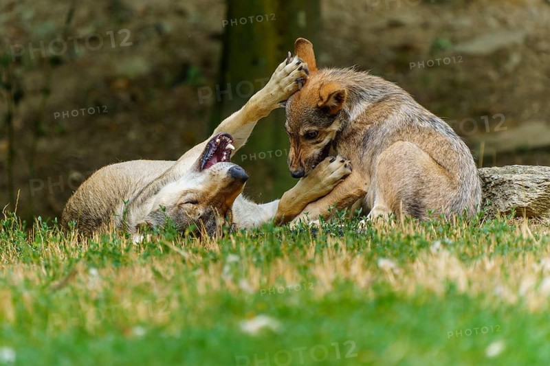 Timberwolf, wolf, American wolf (Canis lupus lycaon), Germany, two wolves are playing on the grass, displaying social interaction