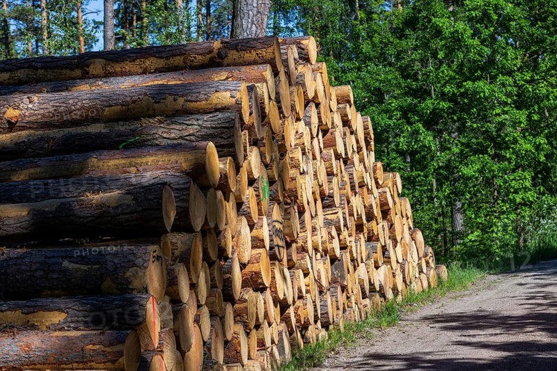Stacks of wood in the Dippoldiswald Heath, Dippoldiswalde, Saxony, Germany