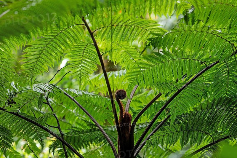 Daytime close-up of a giant tree fern with vibrant green fronds and a unfurling fiddlehead. Venecia, San José, Costa Rica