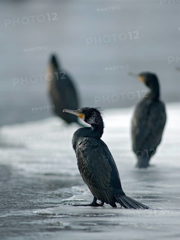 Black shag, cormorant, phalacrocorax carbo, birds, high size, portrait format, pelecaniforms, ropedes, birds, waterbirds, waterbirds, winter