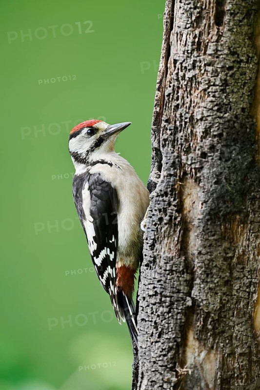 Great spotted woodpecker (Dendrocopos major, Picoides major), young bird, North Rhine-Westphalia, Germany