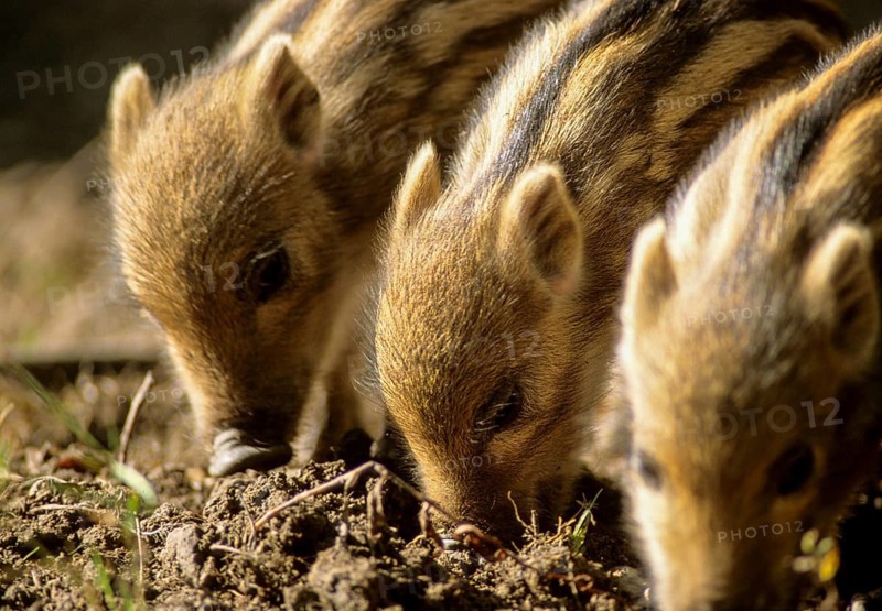 Artiodactyla, even-toed ungulate, cloven-hoofed, wild boar, wild boar, newbie, backlight, adolescent, juvenile, leo, mammals, mammals