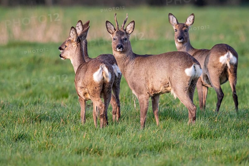 A roe deer (Capreolus capreolus) with a doe in their winter coat, Vechta, Lower Saxony, Germany