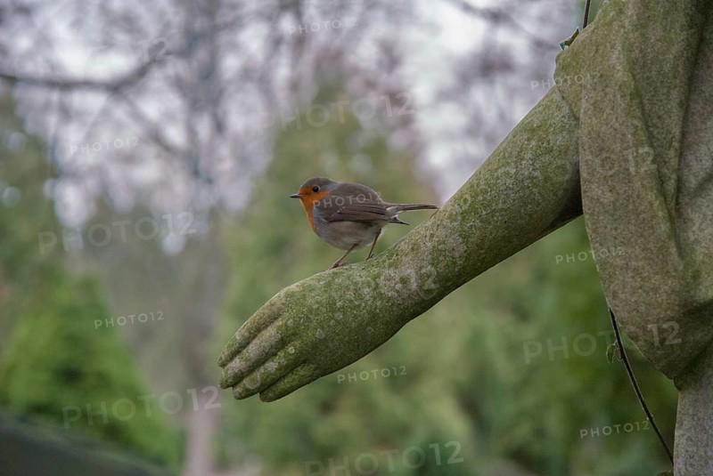 Erithacus rubecula, robin, robins, birds, graveyard, passeri, songbirds, songbirds, birds