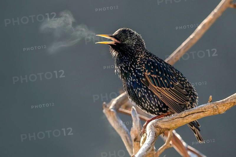 Star, Starling, Sturnus Vulgaris, Birds, Spring, Song, Passeri, Singing, Songbirds, Jump, Birds