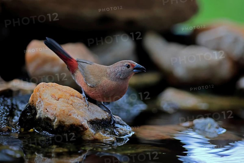 Dark Amaranth (Lagonosticta rubricata), African firefinch, Dark Red Astrid, adult, female, alert, by the water, Kruger National Park, South Africa