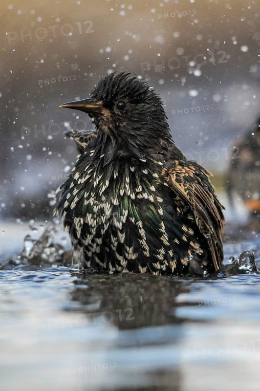 Star, Starling, Sturnus Vulgaris, Bath, Birds, High Size, Portrait Format, Passeri, Songbirds, Potions, Birds, Watering Place