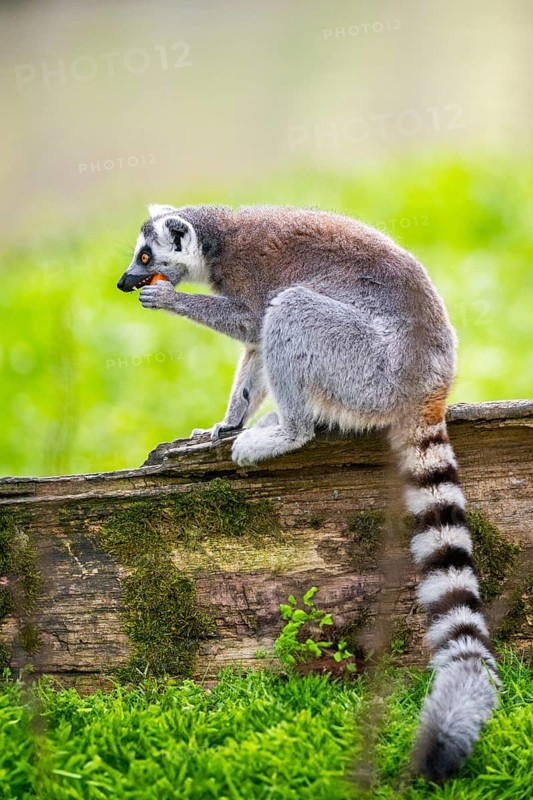 Ring-tailed lemur (Lemur catta) sitting on an old tree trunk, captive, Germany